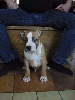 - Rainbow Fire Jack chiot male Disponible