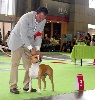  - World Dog Show 2011 Fatal Beauty Des Griffes D'Urka (Kaya) 3Eme EXC!!!