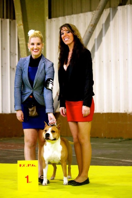 des Griffes d'Urka - International Dog Show Tarbes : KAYA 1st EXC/CACIB