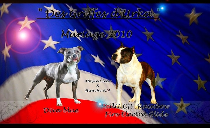 des Griffes d'Urka - American Staffordshire Terrier - Portée née le 04/01/2011