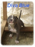 Diva Blue