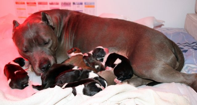 des Griffes d'Urka - American Staffordshire Terrier - Portée née le 26/01/2010