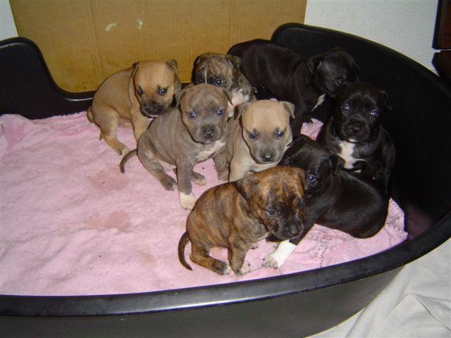 des Griffes d'Urka - American Staffordshire Terrier - Portée née le 08/10/2005