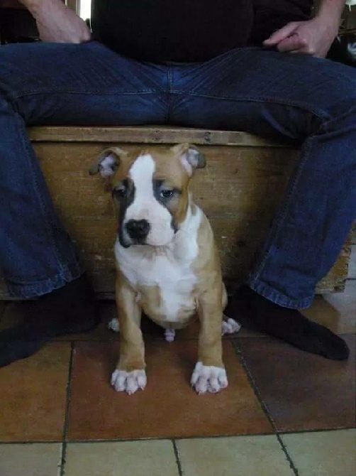 Rainbow Fire Jack chiot male Disponible